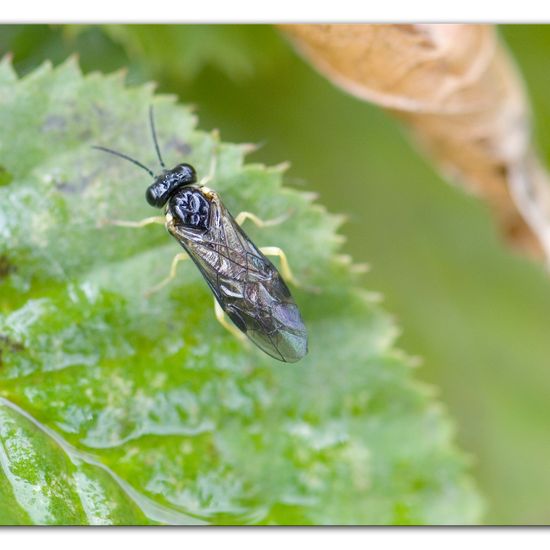 Aneugmenus: Tier im Habitat Garten in der NatureSpots App