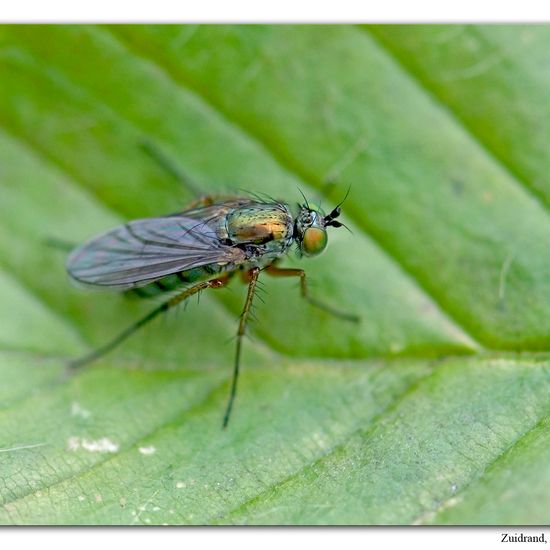 Dolichopus ungulatus: Tier im Habitat Garten in der NatureSpots App