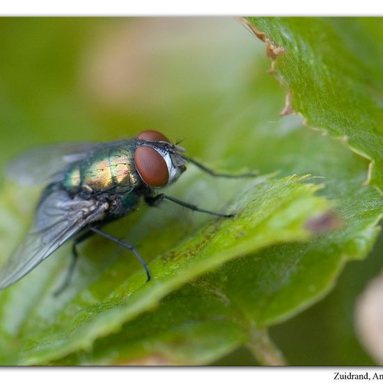 Goldfliege: Tier im Habitat Garten in der NatureSpots App