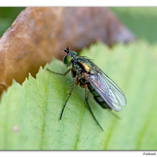 Dolichopus ungulatus: Tier im Habitat Garten in der NatureSpots App