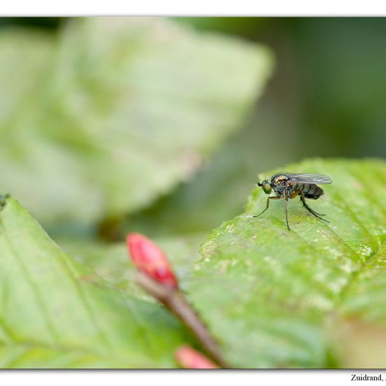 Dolichopus ungulatus: Tier im Habitat Garten in der NatureSpots App