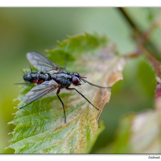 Mintho rufiventris: Tier im Habitat Garten in der NatureSpots App