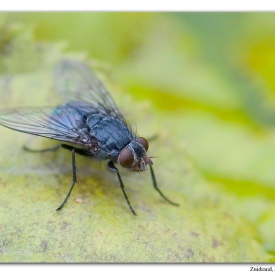 Calliphora vicina: Animal in habitat Garden in the NatureSpots App