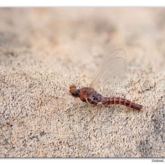 Cloeon dipterum: Tier im Habitat Garten in der NatureSpots App