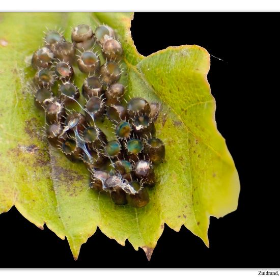 Waldwächter: Tier im Habitat Garten in der NatureSpots App