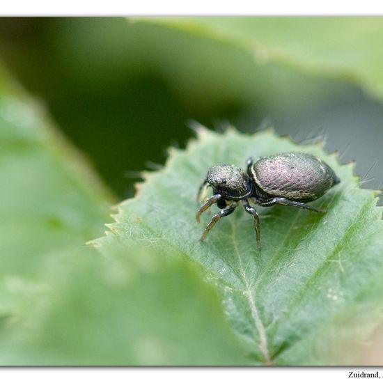 Vierfleckiger Zwergmarienkäfer: Tier im Habitat Garten in der NatureSpots App