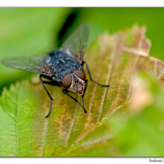 Calliphora vicina: Animal in habitat Garden in the NatureSpots App