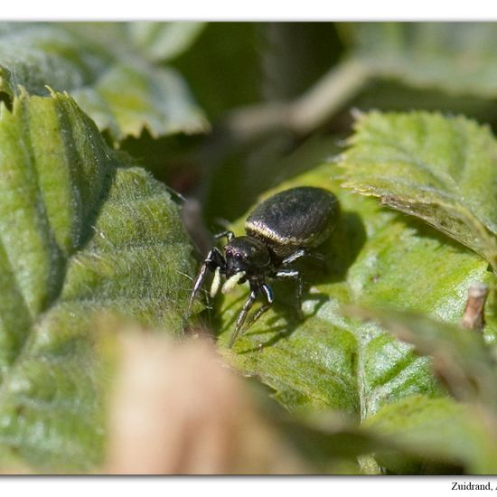 Eine unbekannte Art: Tier im Habitat Garten in der NatureSpots App