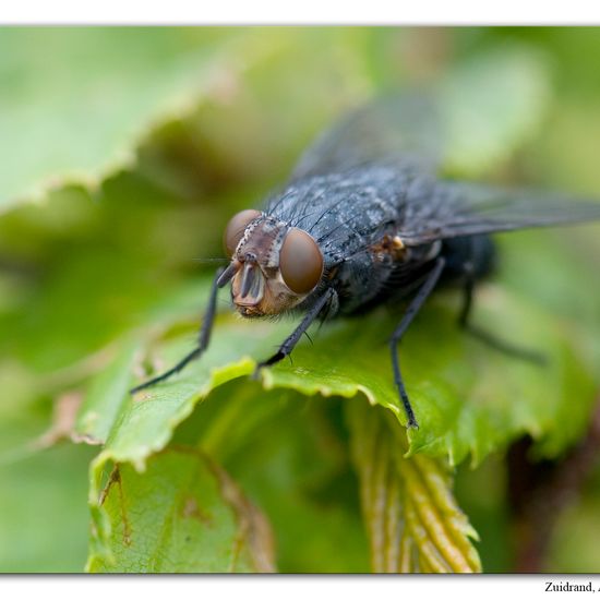 Calliphora vicina: Animal in habitat Garden in the NatureSpots App