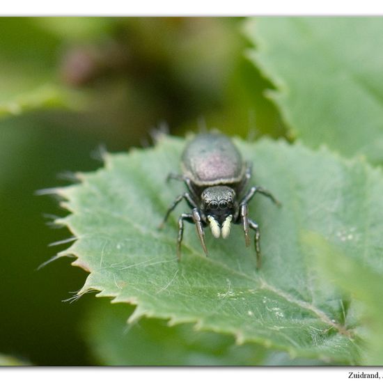 Eine unbekannte Art: Tier im Habitat Garten in der NatureSpots App