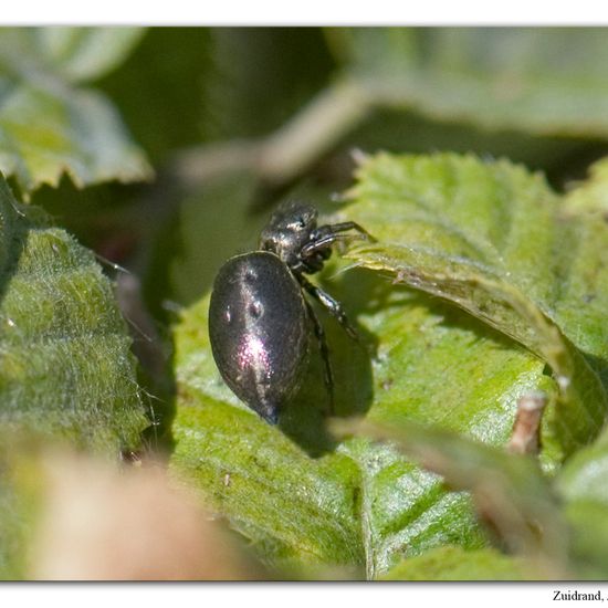 Eine unbekannte Art: Tier im Habitat Garten in der NatureSpots App