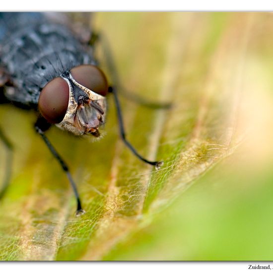 Calliphora vicina: Tier im Habitat Garten in der NatureSpots App