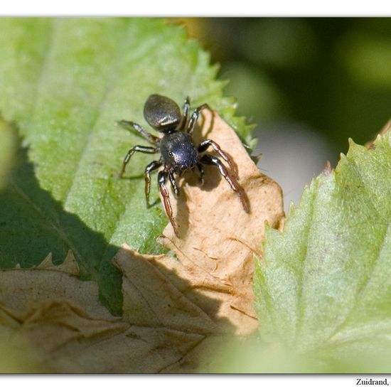 Eine unbekannte Art: Tier im Habitat Garten in der NatureSpots App