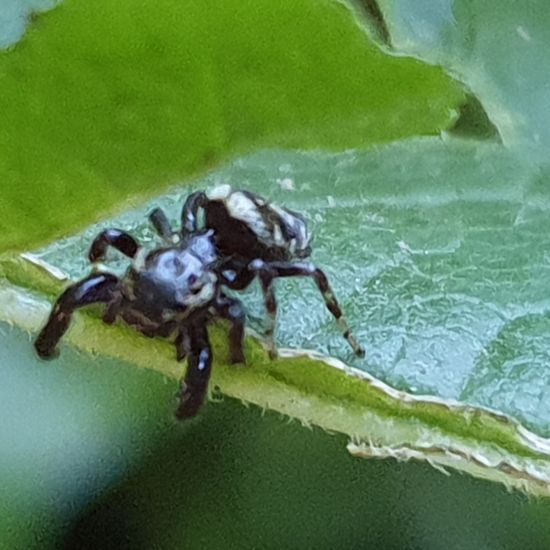 Salticidae: Animal in habitat Park in the NatureSpots App