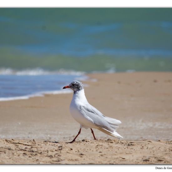 Sanderling: Animal in habitat Sandy coast in the NatureSpots App