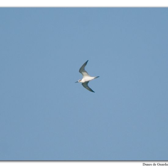 Sanderling: Animal in habitat Sandy coast in the NatureSpots App