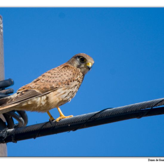 Common Kestrel: a Animal nature observation in the ecosystem Sandy ...