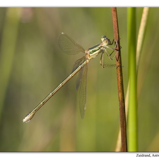 Lestes barbarus: Animal in habitat Natural Meadow in the NatureSpots App