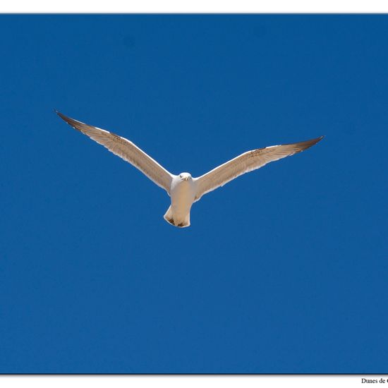 Yellow-legged Gull: Animal in habitat Sandy coast in the NatureSpots App