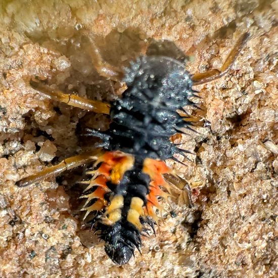 Asiatischer Marienkäfer: Tier im Habitat Garten in der NatureSpots App