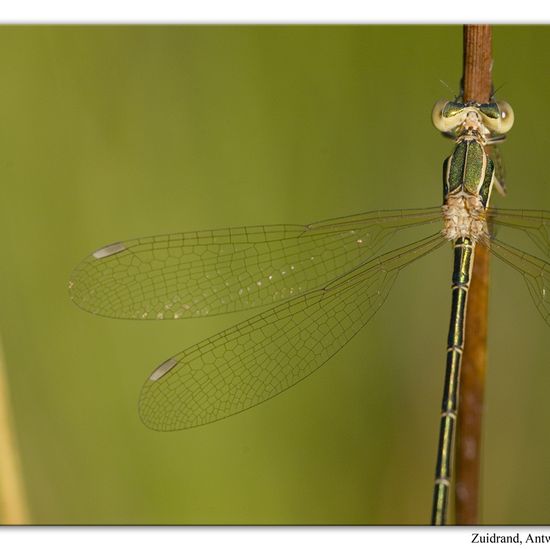 Lestes barbarus: Animal in habitat Natural Meadow in the NatureSpots App