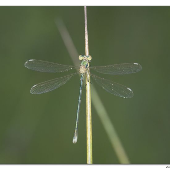 Lestes barbarus: Animal in habitat Natural Meadow in the NatureSpots App