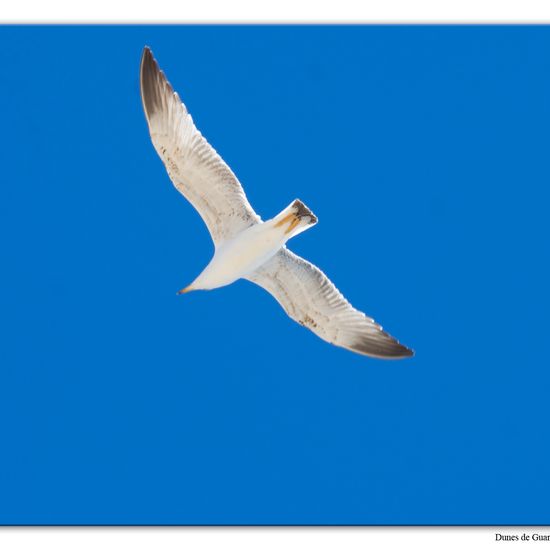 Yellow-legged Gull: Animal in habitat Sandy coast in the NatureSpots App