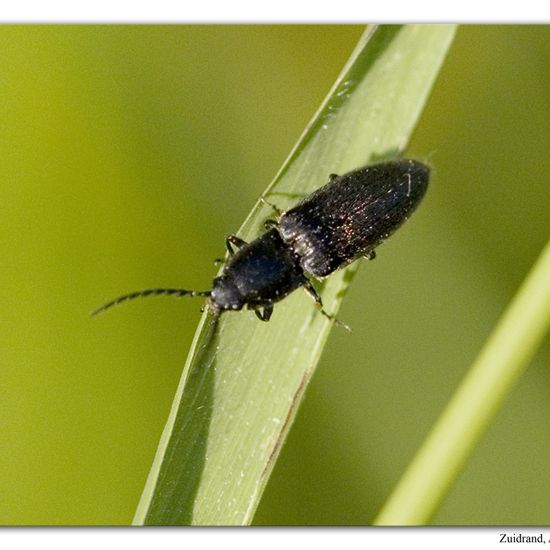 Eine unbekannte Art: Tier im Habitat Naturnahe Wiese in der NatureSpots App