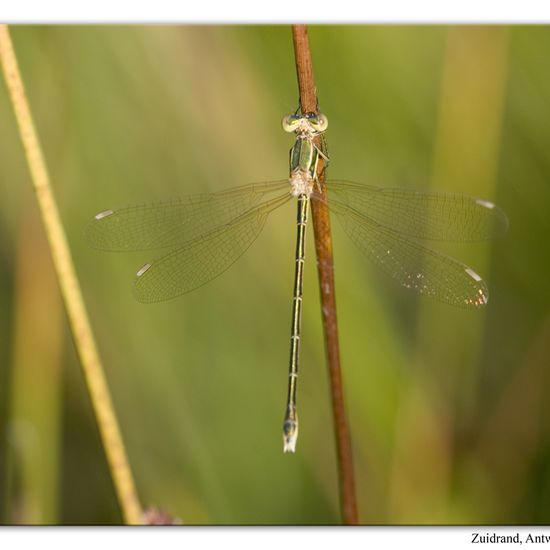 Lestes barbarus: Animal in habitat Natural Meadow in the NatureSpots App