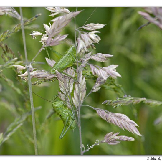 Tettigonia viridissima: Animal in habitat Natural Meadow in the NatureSpots App