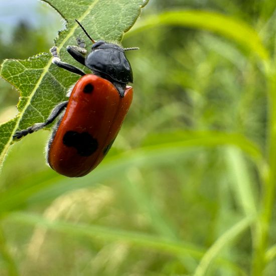 Clytra laeviuscula: Animal in habitat Garden in the NatureSpots App