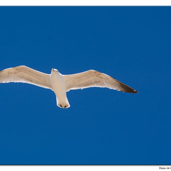 Mittelmeermöwe: Tier im Habitat Sandküste in der NatureSpots App