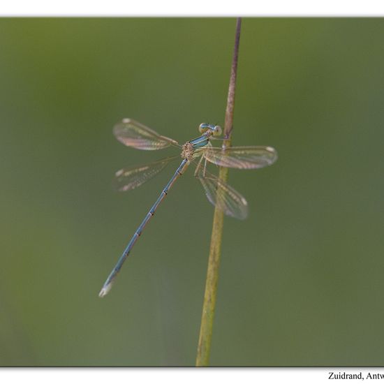 Lestes barbarus: Animal in habitat Natural Meadow in the NatureSpots App