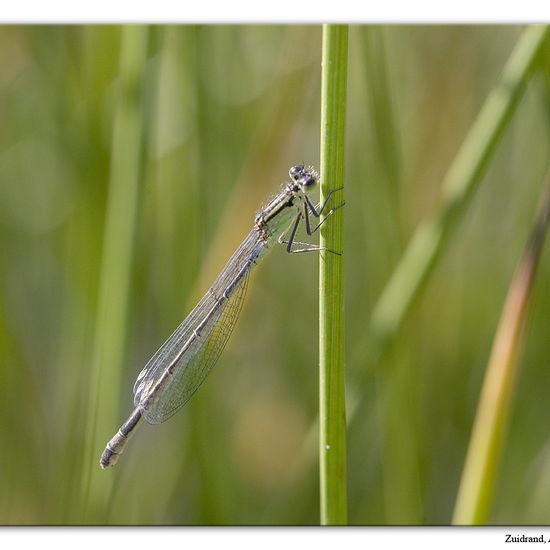 Blue-tailed damselfly: Animal in habitat Natural Meadow in the NatureSpots App