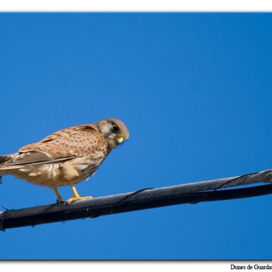 Common Kestrel: Animal in habitat Sandy coast in the NatureSpots App