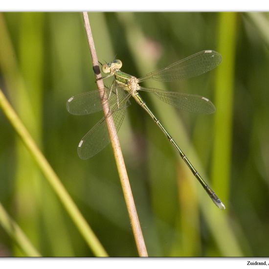 Blue-tailed damselfly: Animal in habitat Natural Meadow in the NatureSpots App