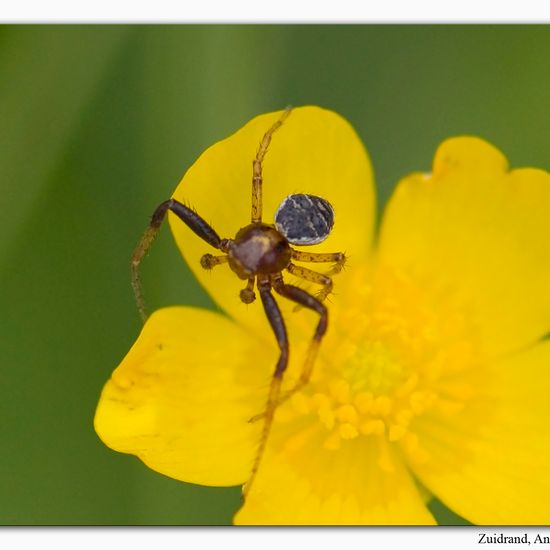 Xysticus lanio: Tier im Habitat Halb-natürliches Grasland in der NatureSpots App