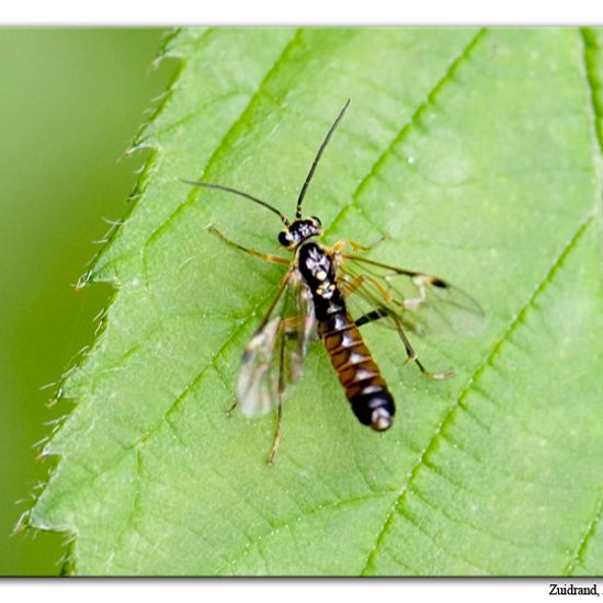 Tönnchenwegwespe: Tier im Habitat Halb-natürliches Grasland in der NatureSpots App