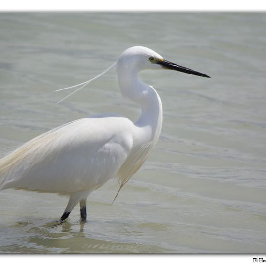 Little Egret: Animal in habitat Freshwater habitat in the NatureSpots App