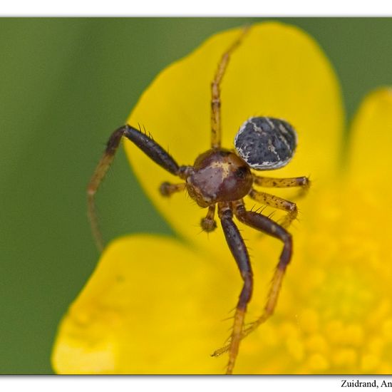 Xysticus lanio: Tier im Habitat Halb-natürliches Grasland in der NatureSpots App