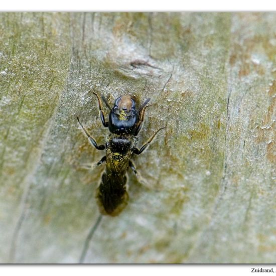 Chelostoma florisomne: Tier im Habitat Halb-natürliches Grasland in der NatureSpots App