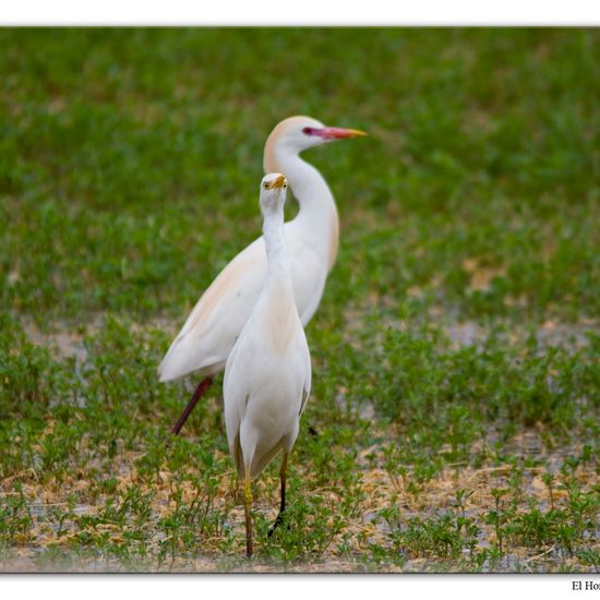 Western Cattle Egret: Animal in habitat Crop cultivation in the NatureSpots App