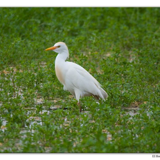 Western Cattle Egret: Animal in habitat Crop cultivation in the NatureSpots App