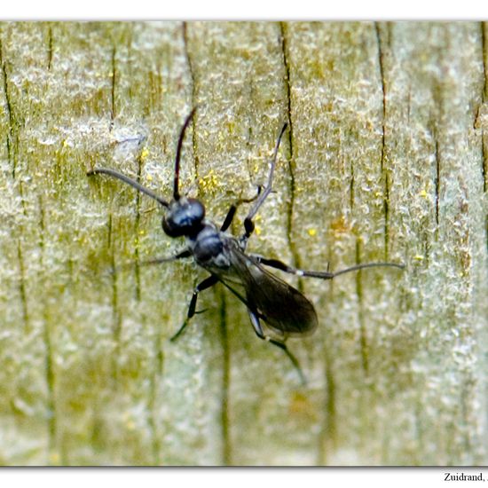 Tönnchenwegwespe: Tier im Habitat Halb-natürliches Grasland in der NatureSpots App