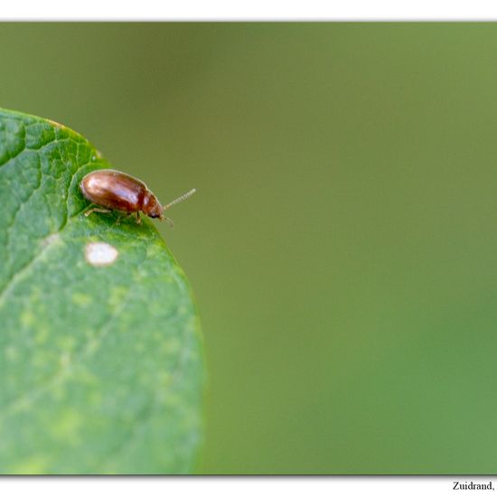 Scirtidae: Tier im Habitat Naturnahe Wiese in der NatureSpots App