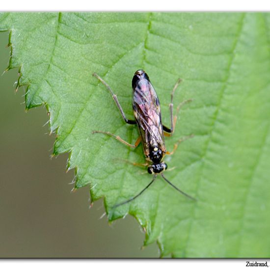 Tenthredopsis litterata: Animal in habitat Semi-natural grassland in the NatureSpots App