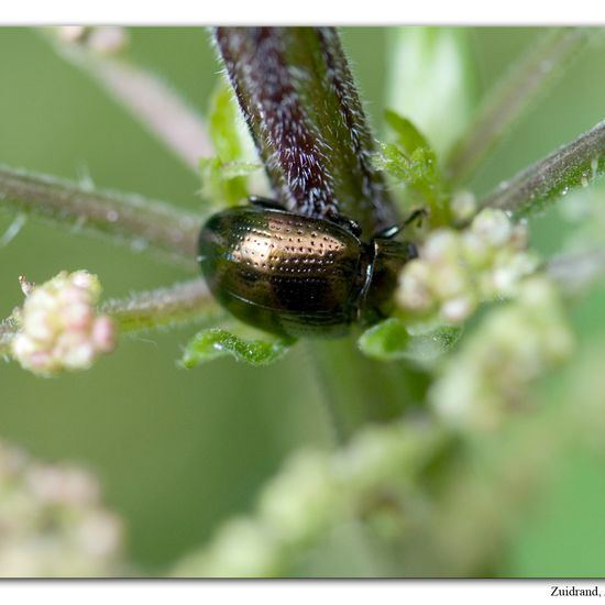 Chrysolina oricalcia: Animal in habitat Natural Meadow in the NatureSpots App