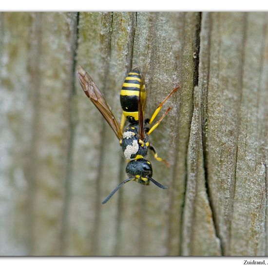 Xysticus lanio: Tier im Habitat Halb-natürliches Grasland in der NatureSpots App