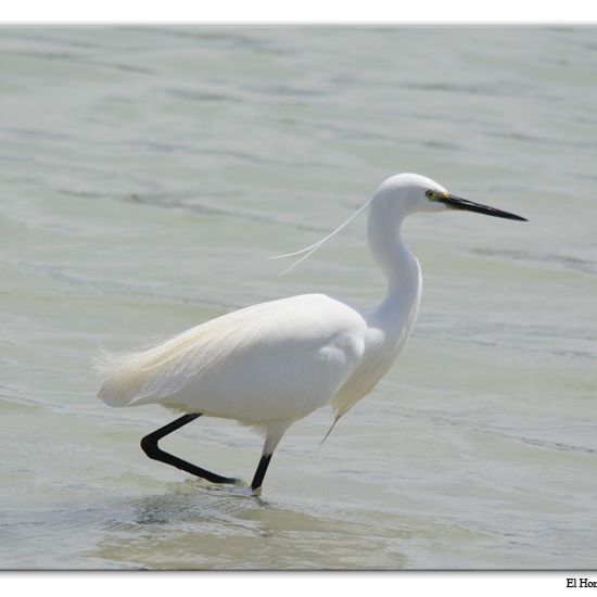 Little Egret: Animal in habitat Freshwater habitat in the NatureSpots App