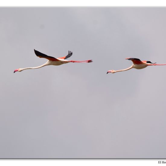 Greater Flamingo: Animal in habitat Freshwater habitat in the NatureSpots App